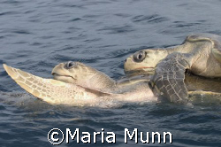 Olive Ridley Turtles hugging in Drake Bay, Costa Rica by Maria Munn 